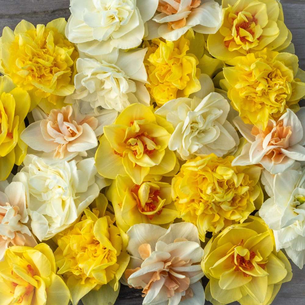 Narsissisekoitus 'Double Mix'